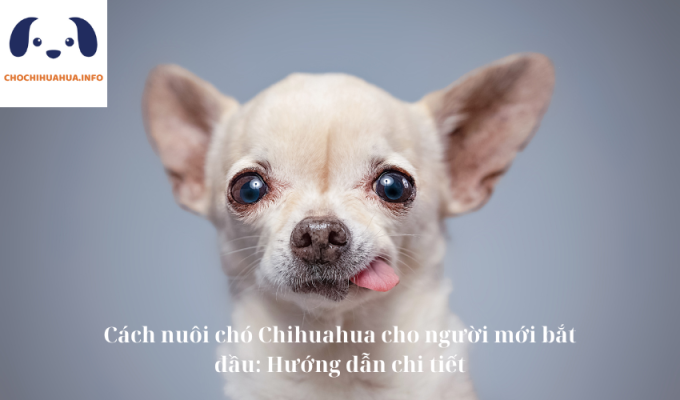 Cách nuôi chó Chihuahua cho người mới bắt đầu: Hướng dẫn chi tiết