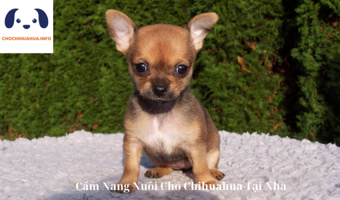 Cẩm Nang Nuôi Chó Chihuahua Tại Nhà