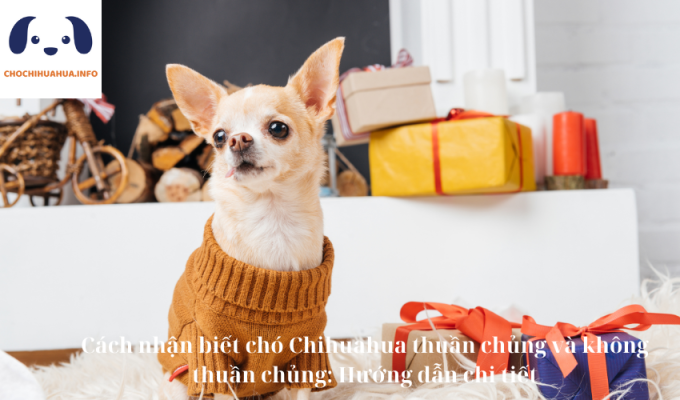 Cách nhận biết chó Chihuahua thuần chủng và không thuần chủng: Hướng dẫn chi tiết