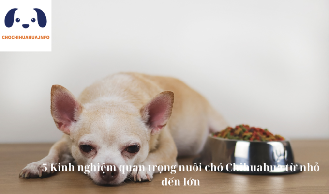 5 Kinh nghiệm quan trọng nuôi chó Chihuahua từ nhỏ đến lớn