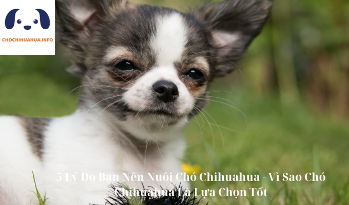 5 Lý Do Bạn Nên Nuôi Chó Chihuahua - Vì Sao Chó Chihuahua Là Lựa Chọn Tốt