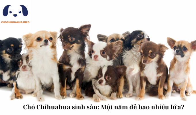 Chó Chihuahua sinh sản: Một năm đẻ bao nhiêu lứa?