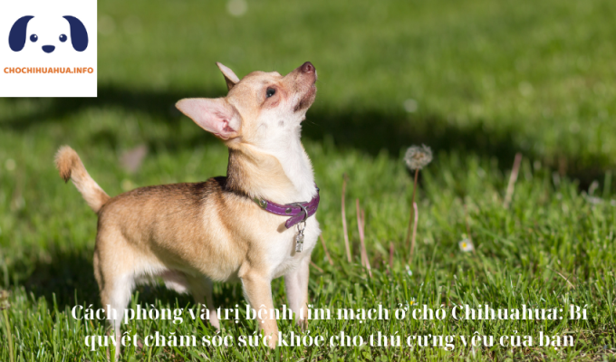 Cách phòng và trị bệnh tim mạch ở chó Chihuahua: Bí quyết chăm sóc sức khỏe cho thú cưng yêu của bạn