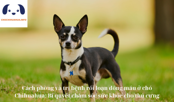 Cách phòng và trị bệnh rối loạn đông máu ở chó Chihuahua: Bí quyết chăm sóc sức khỏe cho thú cưng