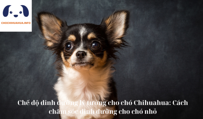 Chế độ dinh dưỡng lý tưởng cho chó Chihuahua: Cách chăm sóc dinh dưỡng cho chó nhỏ