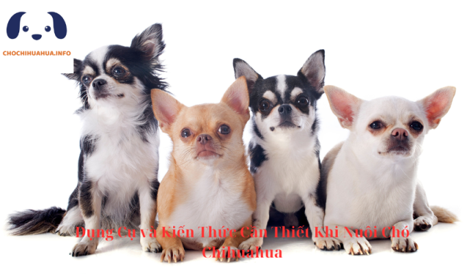 Dụng Cụ và Kiến Thức Cần Thiết Khi Nuôi Chó Chihuahua