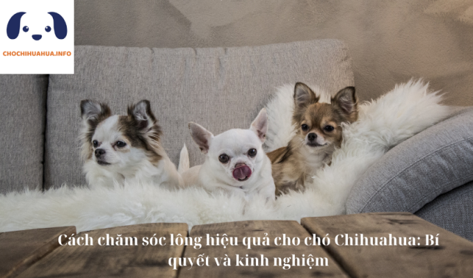 Cách chăm sóc lông hiệu quả cho chó Chihuahua: Bí quyết và kinh nghiệm