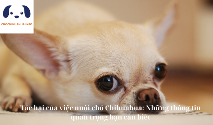 Tác hại của việc nuôi chó Chihuahua: Những thông tin quan trọng bạn cần biết