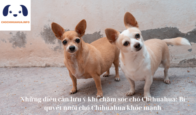 Những điều cần lưu ý khi chăm sóc chó Chihuahua: Bí quyết nuôi chó Chihuahua khỏe mạnh