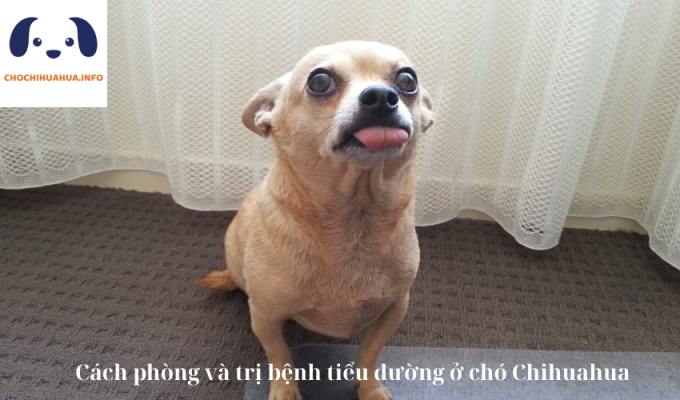 Cách phòng và trị bệnh tiểu đường ở chó Chihuahua