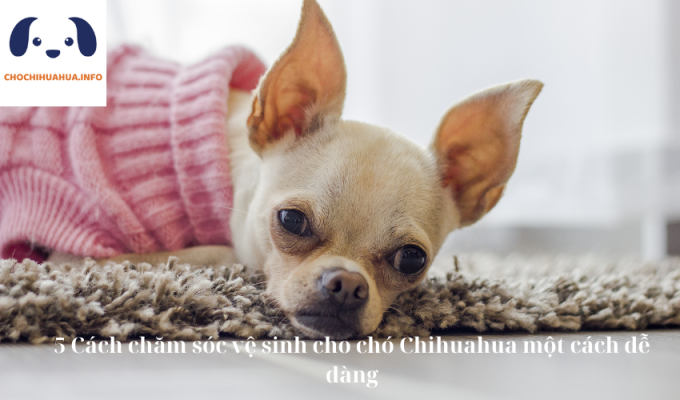 5 Cách chăm sóc vệ sinh cho chó Chihuahua một cách dễ dàng