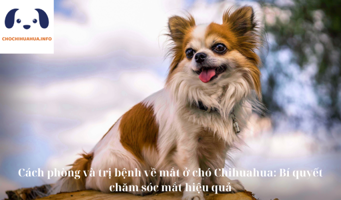 Cách phòng và trị bệnh về mắt ở chó Chihuahua: Bí quyết chăm sóc mắt hiệu quả