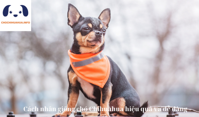 Cách nhân giống chó Chihuahua hiệu quả và dễ dàng