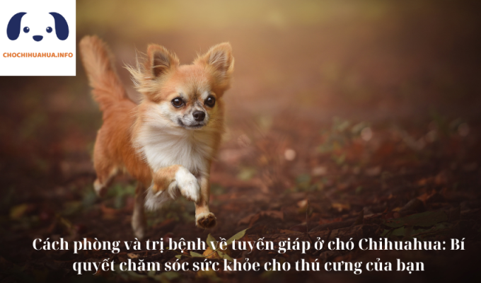 Cách phòng và trị bệnh về tuyến giáp ở chó Chihuahua: Bí quyết chăm sóc sức khỏe cho thú cưng của bạn