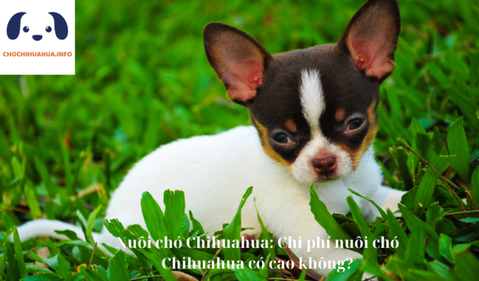 Nuôi chó Chihuahua: Chi phí nuôi chó Chihuahua có cao không?