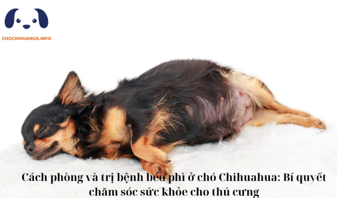 Cách phòng và trị bệnh béo phì ở chó Chihuahua: Bí quyết chăm sóc sức khỏe cho thú cưng