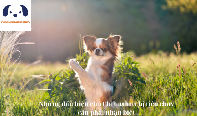 Những dấu hiệu chó Chihuahua bị tiêu chảy cần phải nhận biết