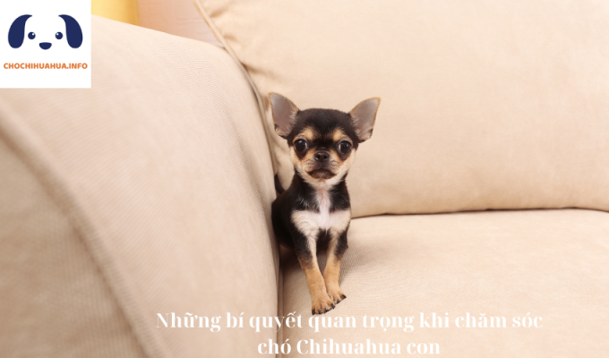 Những bí quyết quan trọng khi chăm sóc chó Chihuahua con