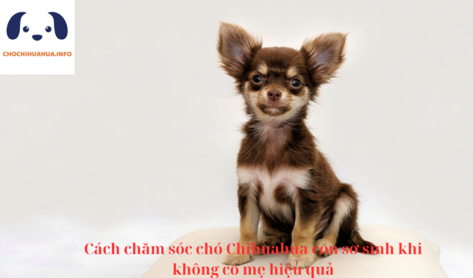 Cách chăm sóc chó Chihuahua con sơ sinh khi không có mẹ hiệu quả