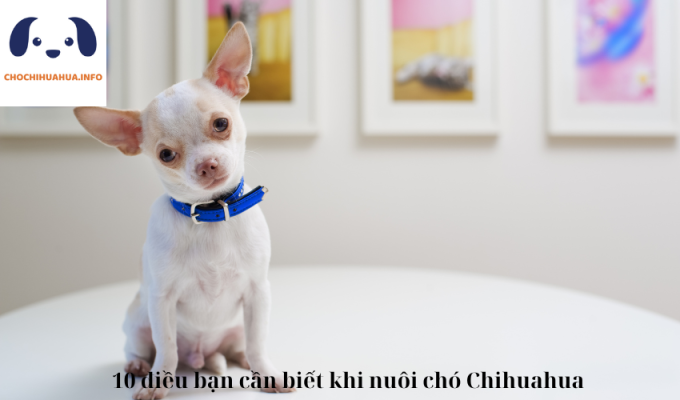 10 điều bạn cần biết khi nuôi chó Chihuahua