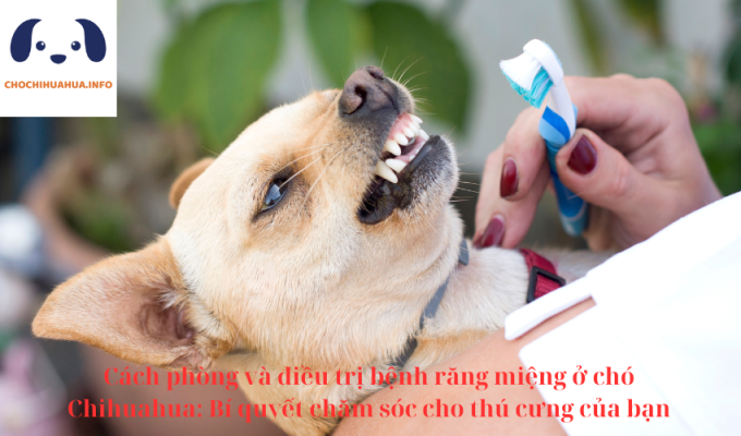 Cách phòng và điều trị bệnh răng miệng ở chó Chihuahua: Bí quyết chăm sóc cho thú cưng của bạn