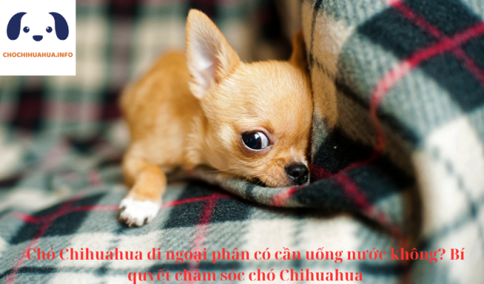 Chó Chihuahua đi ngoài phân có cần uống nước không? Bí quyết chăm sóc chó Chihuahua