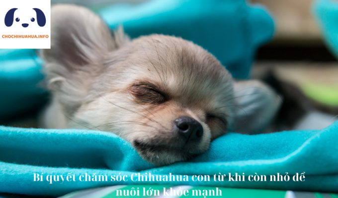 Bí quyết chăm sóc Chihuahua con từ khi còn nhỏ để nuôi lớn khỏe mạnh