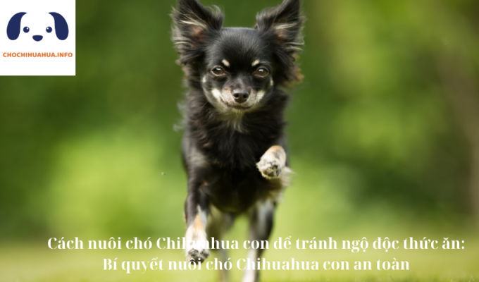 Cách nuôi chó Chihuahua con để tránh ngộ độc thức ăn: Bí quyết nuôi chó Chihuahua con an toàn