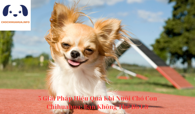 5 Giải Pháp Hiệu Quả Khi Nuôi Chó Con Chihuahua: Bạn Không Thể Bỏ Lỡ