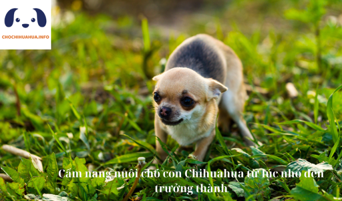 Cẩm nang nuôi chó con Chihuahua từ lúc nhỏ đến trưởng thành