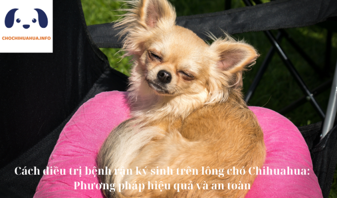 Cách điều trị bệnh rận ký sinh trên lông chó Chihuahua: Phương pháp hiệu quả và an toàn