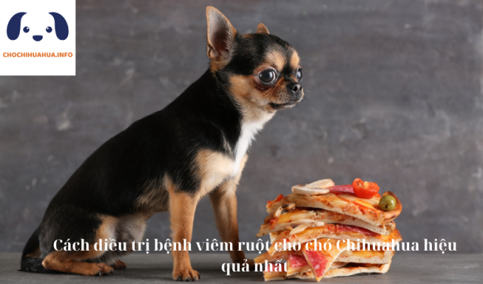 Cách điều trị bệnh viêm ruột cho chó Chihuahua hiệu quả nhất