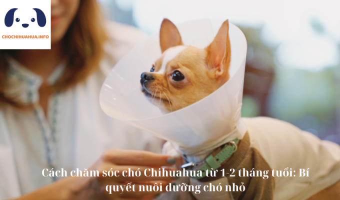 Cách chăm sóc chó Chihuahua từ 1-2 tháng tuổi: Bí quyết nuôi dưỡng chó nhỏ