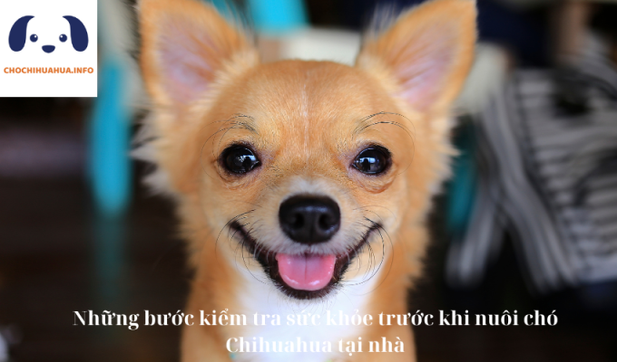 Những bước kiểm tra sức khỏe trước khi nuôi chó Chihuahua tại nhà