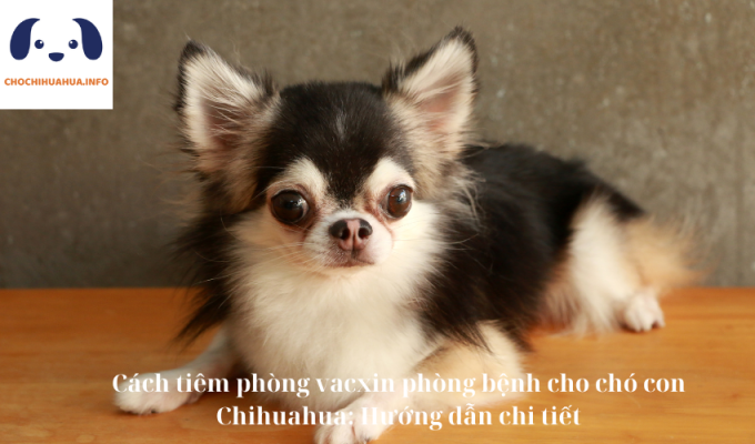 Cách tiêm phòng vacxin phòng bệnh cho chó con Chihuahua: Hướng dẫn chi tiết