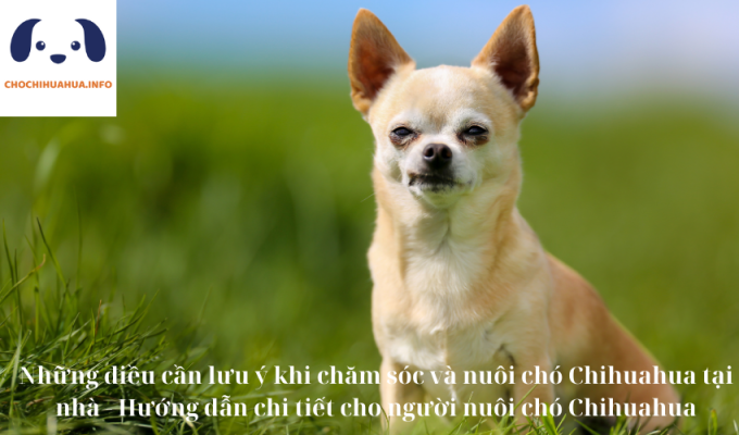 Những điều cần lưu ý khi chăm sóc và nuôi chó Chihuahua tại nhà - Hướng dẫn chi tiết cho người nuôi chó Chihuahua