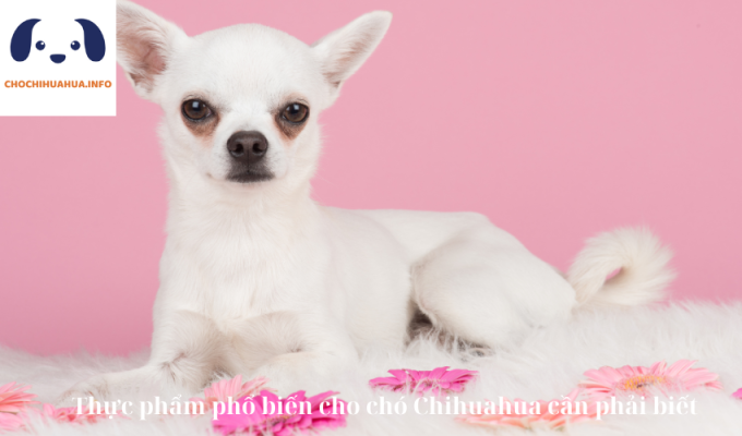 Thực phẩm phổ biến cho chó Chihuahua cần phải biết