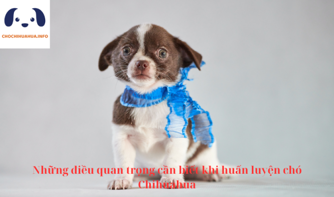 Những điều quan trọng cần biết khi huấn luyện chó Chihuahua