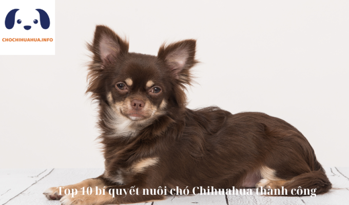 Top 10 bí quyết nuôi chó Chihuahua thành công