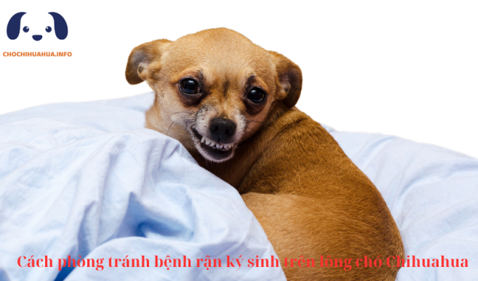 Cách phòng tránh bệnh rận ký sinh trên lông chó Chihuahua