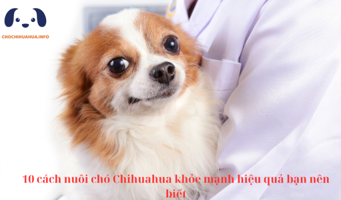 10 cách nuôi chó Chihuahua khỏe mạnh hiệu quả bạn nên biết